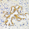 Immunohistochemistry of paraffin-embedded Rat kidney using SH2B1 Polyclonal Antibody at dilution of  1:100 (40x lens).