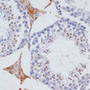 Immunohistochemistry of paraffin-embedded Mouse testis using SKIV2L2 Polyclonal Antibody at dilution of  1:100 (40x lens).
