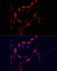 Immunofluorescence analysis of PC12 cells using ICAM1 Polyclonal Antibody at dilution of  1:100. Blue: DAPI for nuclear staining.