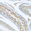 Immunohistochemistry of paraffin-embedded Rat testis using HPX Polyclonal Antibody at dilution of  1:100 (20x lens).