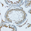 Immunohistochemistry of paraffin-embedded Mouse testis using HPX Polyclonal Antibody at dilution of  1:100 (20x lens).