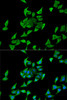 Immunofluorescence analysis of U2OS cells using HPX Polyclonal Antibody