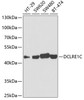 Western blot analysis of extracts of various cell lines using DCLRE1C Polyclonal Antibody at dilution of 1:1000.
