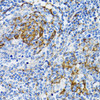 Immunohistochemistry of paraffin-embedded Human tonsil using PGRMC1 Polyclonal Antibody at dilution of  1:100 (40x lens).