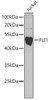 Western blot analysis of extracts of Jurkat cells using FLI1 Polyclonal Antibody at dilution of 1:1000.