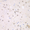 Immunohistochemistry of paraffin-embedded Rat brain using FMR1 Polyclonal Antibody at dilution of  1:100 (40x lens).