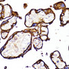 Immunohistochemistry of paraffin-embedded Human placenta using MME Polyclonal Antibody at dilution of  1:100 (40x lens).