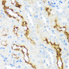 Immunohistochemistry of paraffin-embedded Mouse kidney using MME Polyclonal Antibody at dilution of  1:100 (40x lens).