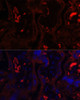 Immunofluorescence analysis of Human placenta using MME Polyclonal Antibody at dilution of  1:100. Blue: DAPI for nuclear staining.