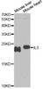 Western blot analysis of extracts of various cell lines using IL3 Polyclonal Antibody at dilution of 1:1000.