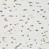 Immunohistochemistry of paraffin-embedded Rat brain using RBPJ Polyclonal Antibody at dilution of  1:100 (40x lens).