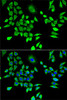 Immunofluorescence analysis of U2OS cells using HPRT1 Polyclonal Antibody