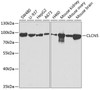 Western blot analysis of extracts of various cell lines using CLCN5 Polyclonal Antibody at dilution of 1:1000.