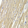 Immunohistochemistry of paraffin-embedded Rat heart using GPD1 Polyclonal Antibody at dilution of  1:100 (40x lens).