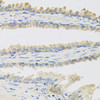 Immunohistochemistry of paraffin-embedded Human prostate using INSL3 Polyclonal Antibody at dilution of  1:100 (40x lens).