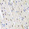 Immunohistochemistry of paraffin-embedded Mouse heart using 53BP1 Polyclonal Antibody at dilution of  1:100 (40x lens).