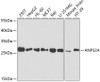 Western blot analysis of extracts of various cell lines using ANP32A Polyclonal Antibody at dilution of 1:1000.