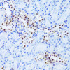 Immunohistochemistry of paraffin-embedded Rat kidney using ANP32A Polyclonal Antibody at dilution of  1:100 (40x lens).