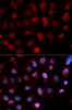 Immunofluorescence analysis of U2OS cells using Pea3 / ETV4 Polyclonal Antibody