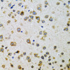 Immunohistochemistry of paraffin-embedded Rat brain using PDYN Polyclonal Antibody at dilution of  1:100 (40x lens).