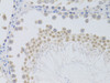 Immunohistochemistry of paraffin-embedded Rat testis using PHC1 Polyclonal Antibody at dilution of  1:100 (40x lens).