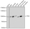 Western blot analysis of extracts of various cell lines using TFRC Polyclonal Antibody at dilution of 1:3000.