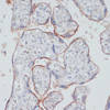 Immunohistochemistry of paraffin-embedded Human placenta using TFRC Polyclonal Antibody at dilution of  1:100 (40x lens).