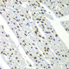 Immunohistochemistry of paraffin-embedded Rat heart using SF3B2 Polyclonal Antibody at dilution of  1:100 (40x lens).