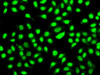 Immunofluorescence analysis of A-549 cells using SF3B2 Polyclonal Antibody