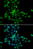 Immunofluorescence analysis of MCF-7 cells using SBDS Polyclonal Antibody
