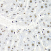 Immunohistochemistry of paraffin-embedded Mouse liver using HNRNPR Polyclonal Antibody at dilution of  1:100 (40x lens).