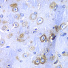 Immunohistochemistry of paraffin-embedded Mouse brain using RPS3A Polyclonal Antibody at dilution of  1:100 (40x lens).
