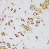 Immunohistochemistry of paraffin-embedded Mouse brain using MTDH Polyclonal Antibody at dilution of  1:200 (40x lens).