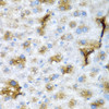 Immunohistochemistry of paraffin-embedded Mouse liver using NCL Polyclonal Antibody at dilution of  1:200 (40x lens).