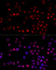 Immunofluorescence analysis of 293T cells using HNRNPH1 Polyclonal Antibody at dilution of  1:100 (40x lens). Blue: DAPI for nuclear staining.