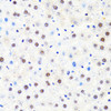 Immunohistochemistry of paraffin-embedded Rat liver using POLR2B Polyclonal Antibody at dilution of  1:100 (40x lens).