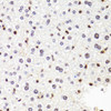 Immunohistochemistry of paraffin-embedded Mouse liver using POLR2B Polyclonal Antibody at dilution of  1:100 (40x lens).