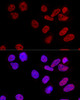 Confocal immunofluorescence analysis of U2OS cells using CPSF6 Polyclonal Antibody at dilution of  1:100. Blue: DAPI for nuclear staining.