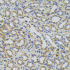 Immunohistochemistry of paraffin-embedded Rat kidney using TRMT2A Polyclonal Antibody at dilution of  1:100 (40x lens).