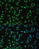 Immunofluorescence analysis of NIH-3T3 cells using ALYREF Polyclonal Antibody at dilution of  1:100 (40x lens). Blue: DAPI for nuclear staining.