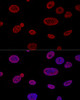 Confocal immunofluorescence analysis of U2OS cells using ALYREF Polyclonal Antibody at dilution of  1:100. Blue: DAPI for nuclear staining.