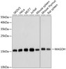 Western blot analysis of extracts of various cell lines using MAGOH Polyclonal Antibody at dilution of 1:1000.