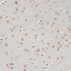 Immunohistochemistry of paraffin-embedded Rat brain using SNRNP70 Polyclonal Antibody at dilution of  1:100 (40x lens).