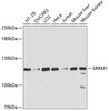 Western blot analysis of extracts of various cell lines using SRRM1 Polyclonal Antibody at dilution of 1:3000.