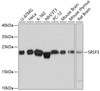 Western blot analysis of extracts of various cell lines using SRSF3 Polyclonal Antibody at dilution of 1:3000.