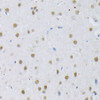 Immunohistochemistry of paraffin-embedded Rat brain using SRSF3 Polyclonal Antibody at dilution of  1:100 (40x lens).