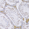 Immunohistochemistry of paraffin-embedded Mouse testis using SRSF3 Polyclonal Antibody at dilution of  1:100 (20x lens).