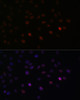 Immunofluorescence analysis of C6 cells using SRSF3 Polyclonal Antibody at dilution of  1:100. Blue: DAPI for nuclear staining.