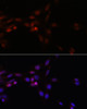 Immunofluorescence analysis of NIH/3T3 cells using SRSF3 Polyclonal Antibody at dilution of  1:100. Blue: DAPI for nuclear staining.