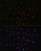 Immunofluorescence analysis of U-2 OS cells using SRSF3 Polyclonal Antibody at dilution of  1:100. Blue: DAPI for nuclear staining.